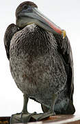 Brown Pelican