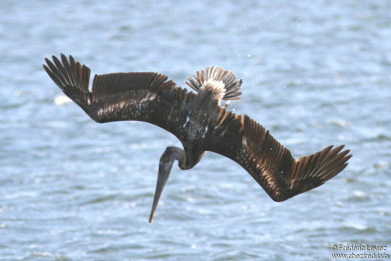 Brown Pelican