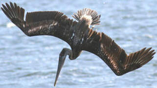 Brown Pelican