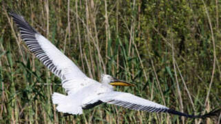 Dalmatian Pelican