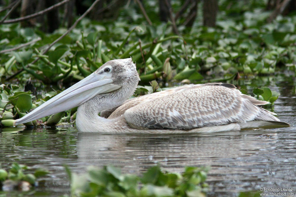 Pélican grisimmature