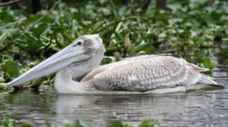 Pink-backed Pelican