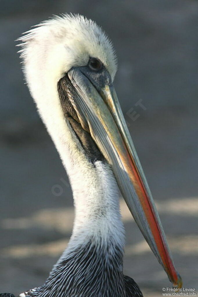 Peruvian Pelicanadult