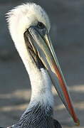 Peruvian Pelican