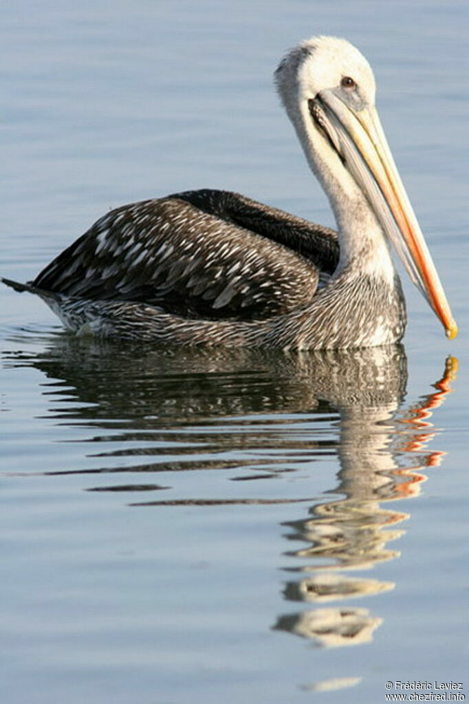 Peruvian Pelicanadult