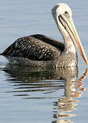 Peruvian Pelican