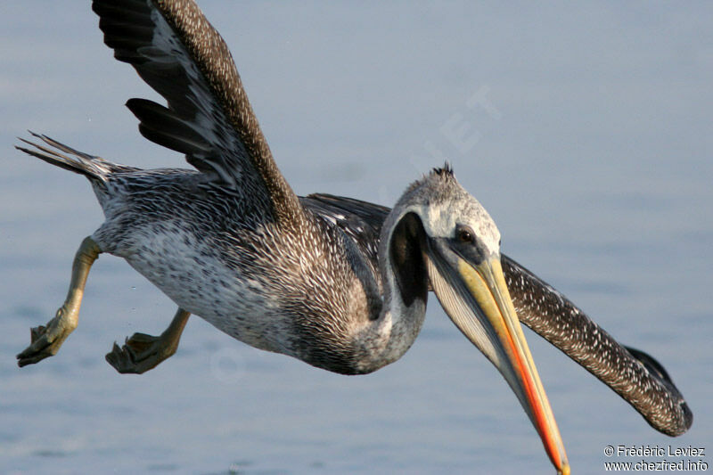 Peruvian Pelicanimmature