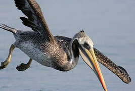 Peruvian Pelican