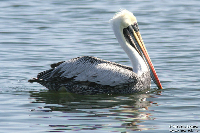 Peruvian Pelicanadult