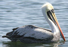 Peruvian Pelican