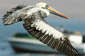 Peruvian Pelican