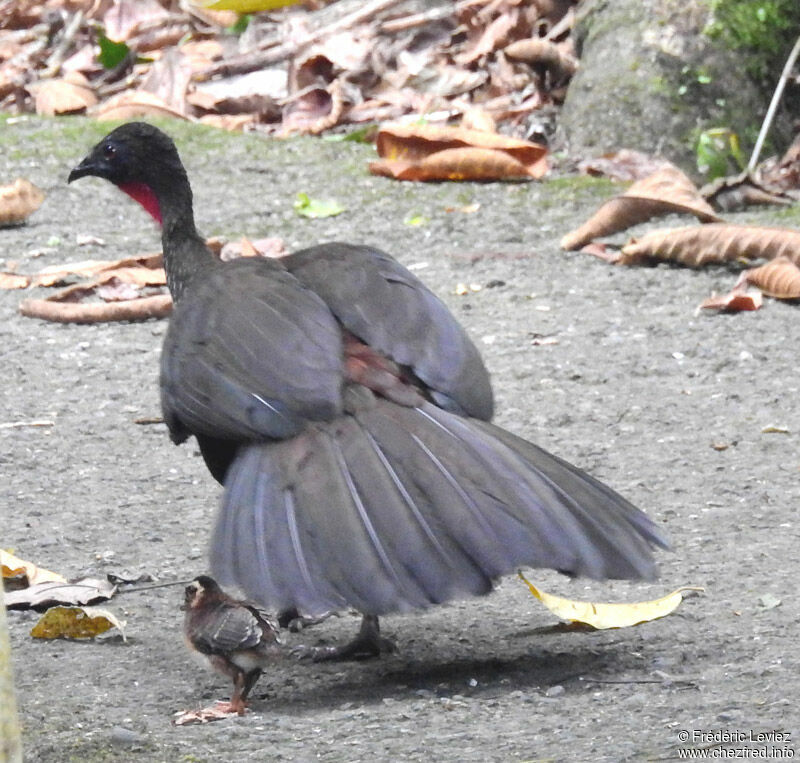 Crested Guan