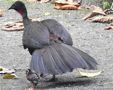 Crested Guan