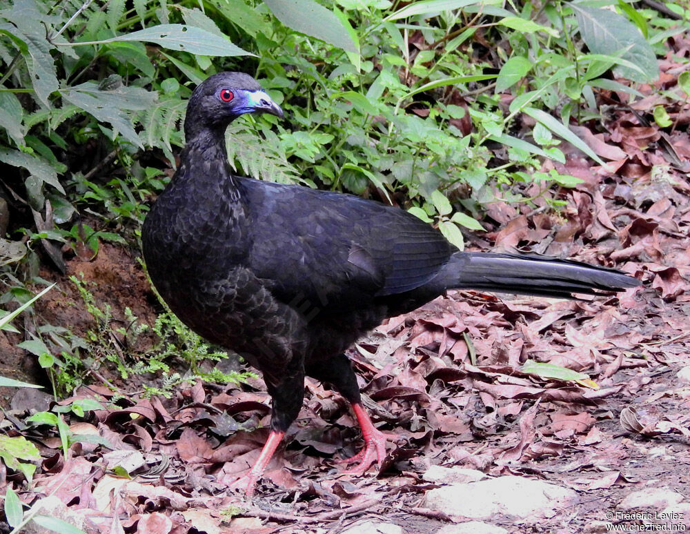 Black Guanadult, identification