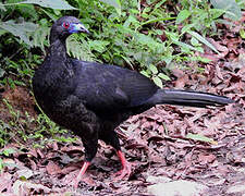 Black Guan