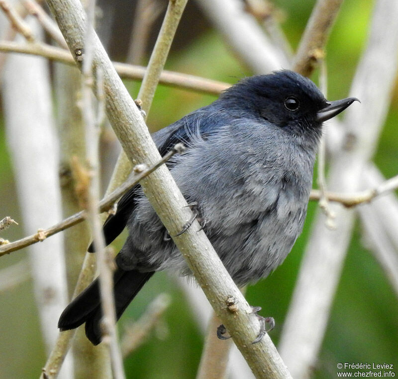 Slaty Flowerpiercer male adult, identification