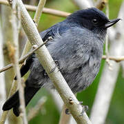 Slaty Flowerpiercer