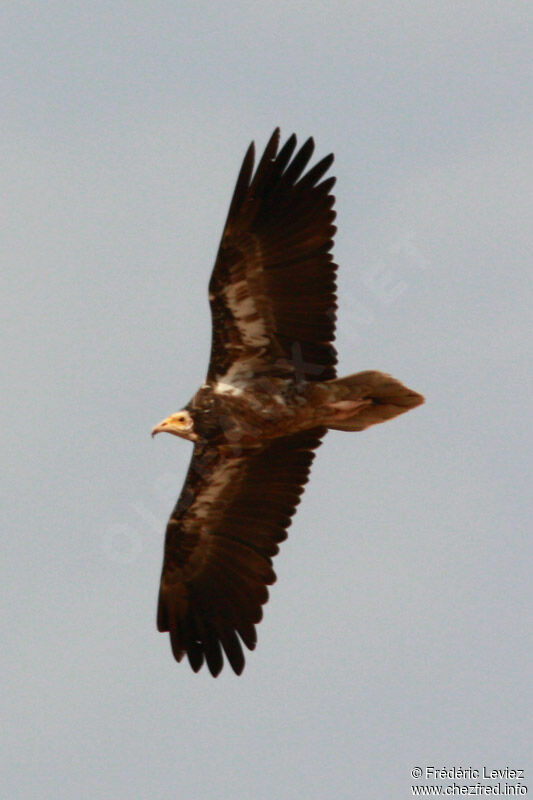 Egyptian Vultureimmature, Flight