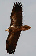 Egyptian Vulture