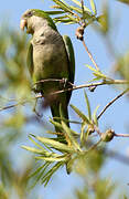 Monk Parakeet