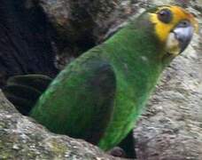 Yellow-fronted Parrot