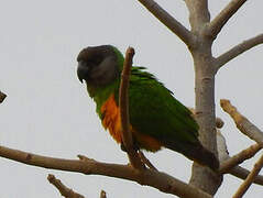 Senegal Parrot