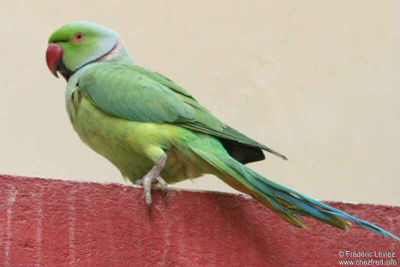 Rose-ringed Parakeetadult