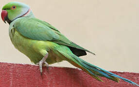 Rose-ringed Parakeet