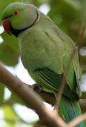 Rose-ringed Parakeet