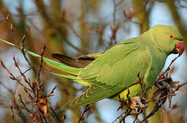 Rose-ringed Parakeet