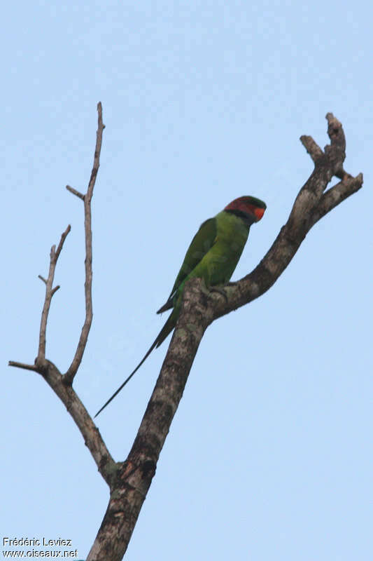 Long-tailed Parakeet male adult, identification