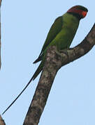 Long-tailed Parakeet