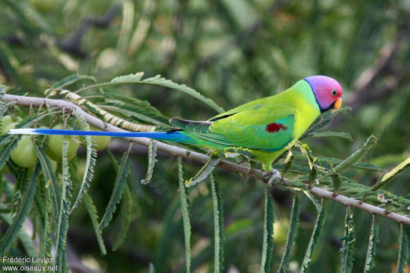 Plum-headed Parakeetadult