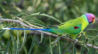 Plum-headed Parakeet