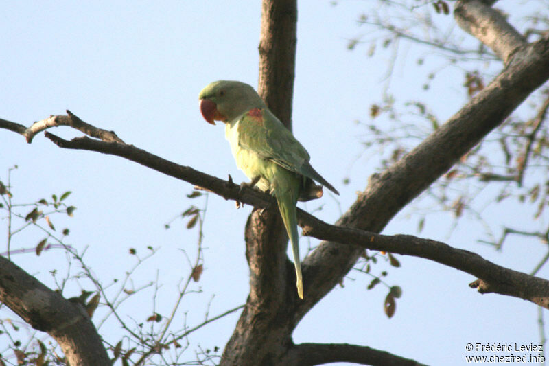 Alexandrine Parakeetadult