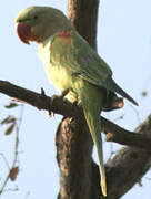 Alexandrine Parakeet