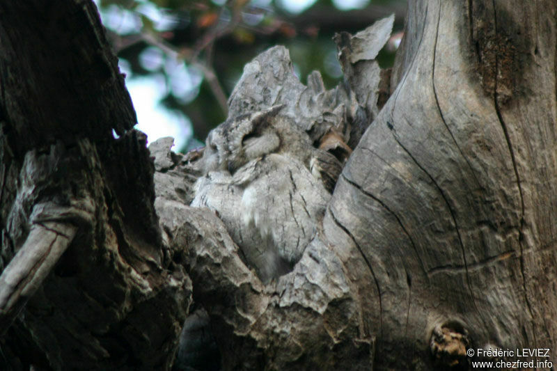 Collared Scops Owladult, close-up portrait