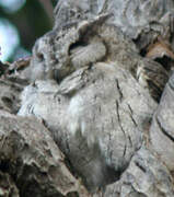 Collared Scops Owl