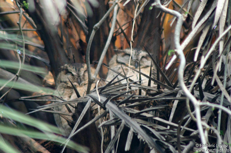 Collared Scops Owladult