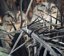 Collared Scops Owl