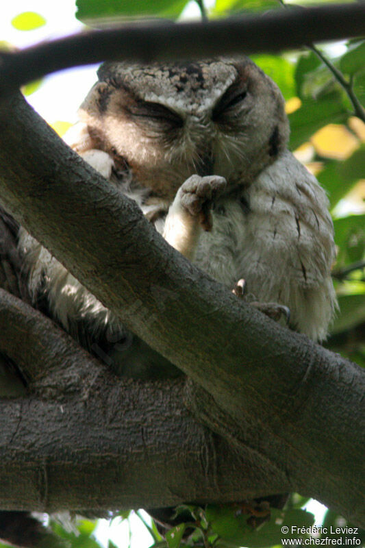Indian Scops Owl, identification