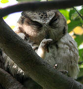 Indian Scops Owl