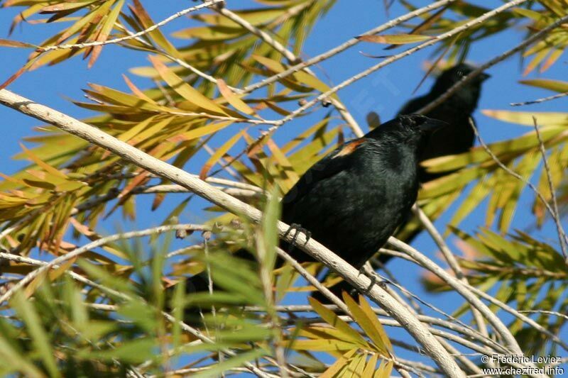 Tawny-shouldered Blackbirdadult