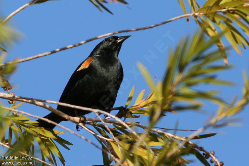 Tawny-shouldered Blackbirdadult