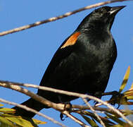 Tawny-shouldered Blackbird