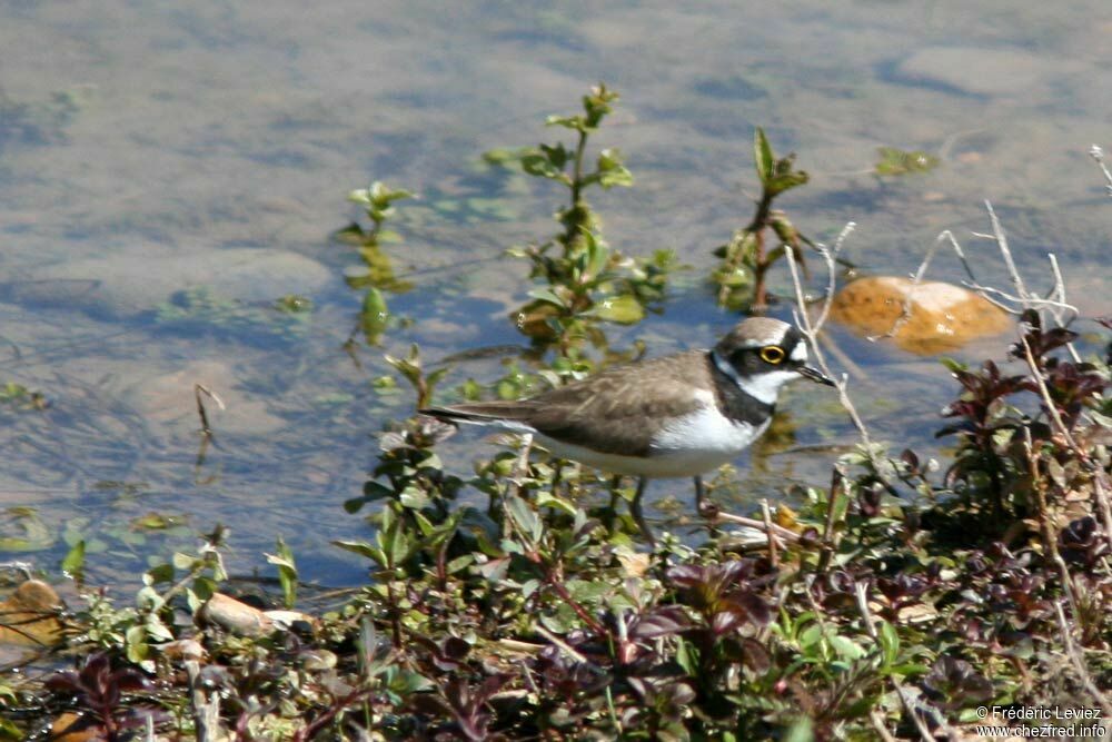 Petit Gravelotadulte nuptial, identification