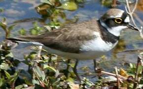 Little Ringed Plover