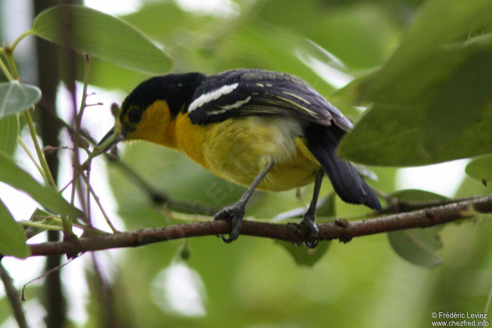 Common Iora male adult, identification