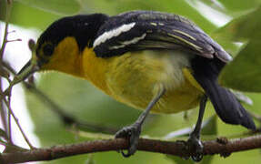 Common Iora