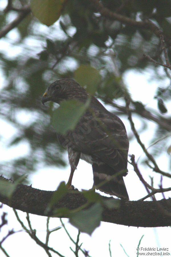 Broad-winged Hawk, identification